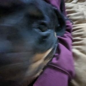 Meet your Posher, Rowan